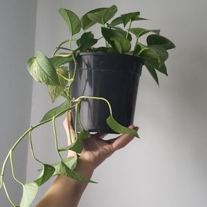 Pothos plant